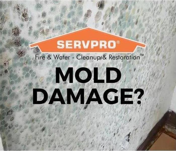 Does your Office Need Mold Remediation?